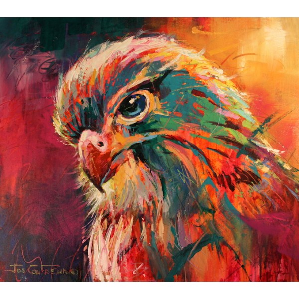 NZ Falcon